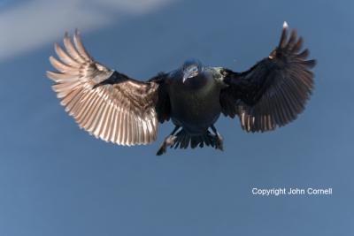 Brandts-Cormorant;Flying-Bird;Phalacrocorax-penicillatus;Photography;action;acti